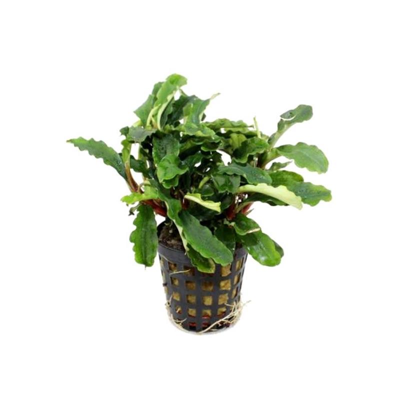Planta acvariu Stoffels Bucephalandra Green Velvet - imagine 3